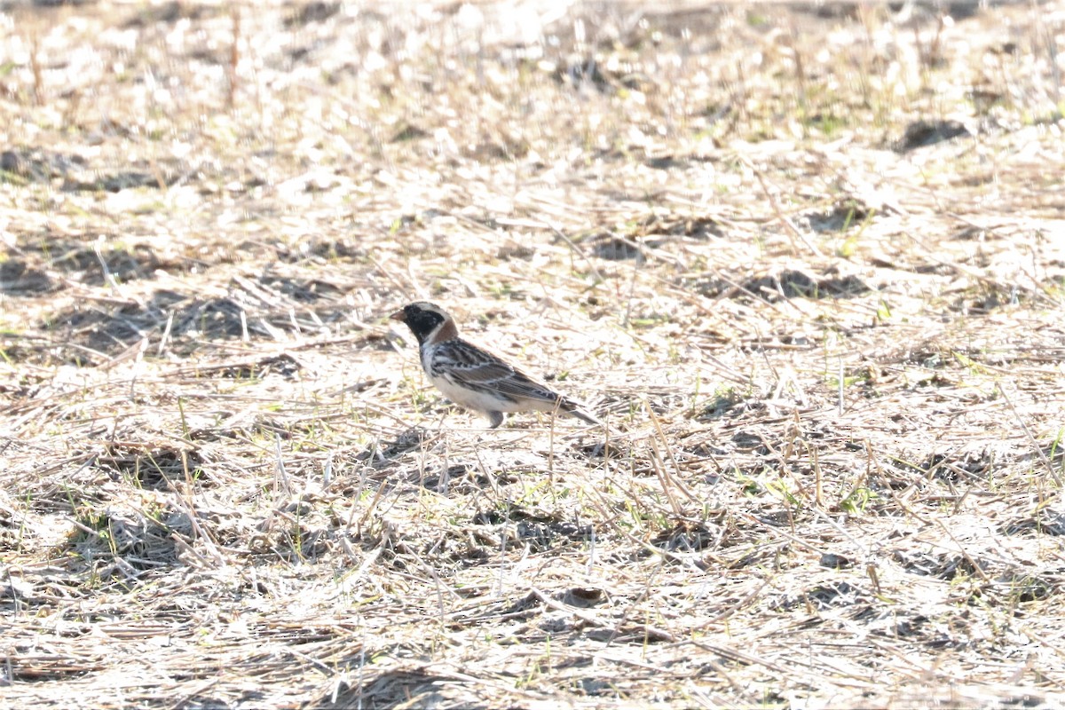 Lapland Longspur - ML557019761