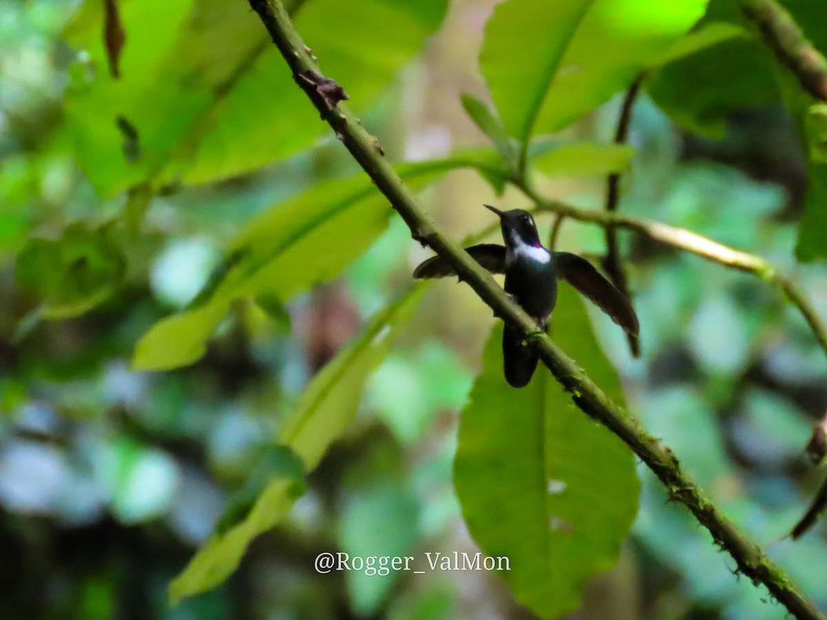 White-throated Daggerbill - ML557021921