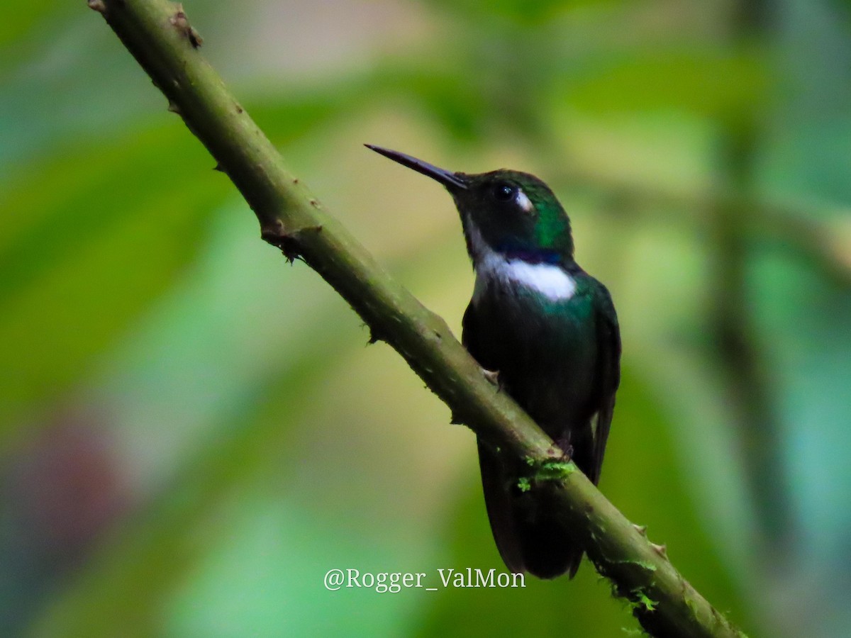 White-throated Daggerbill - ML557021931