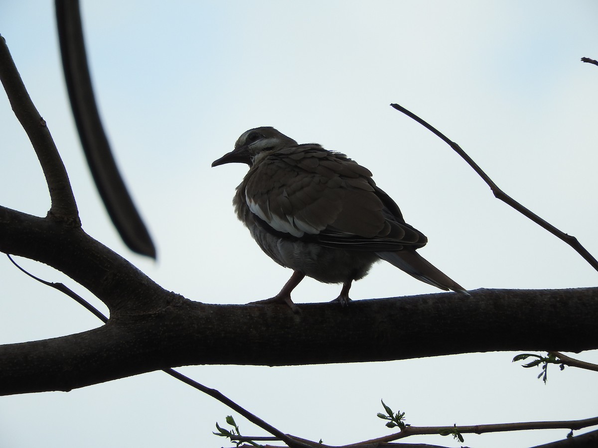 White-winged Dove - Michelle Bélanger