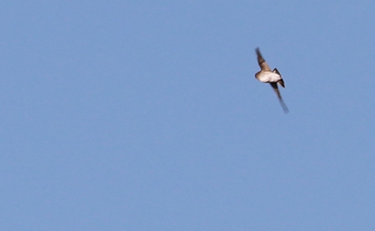 Northern Rough-winged Swallow - Rob Bielawski