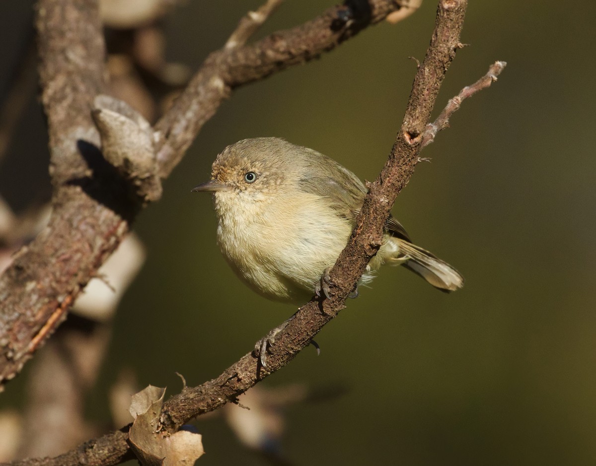 Western Thornbill - ML557025091