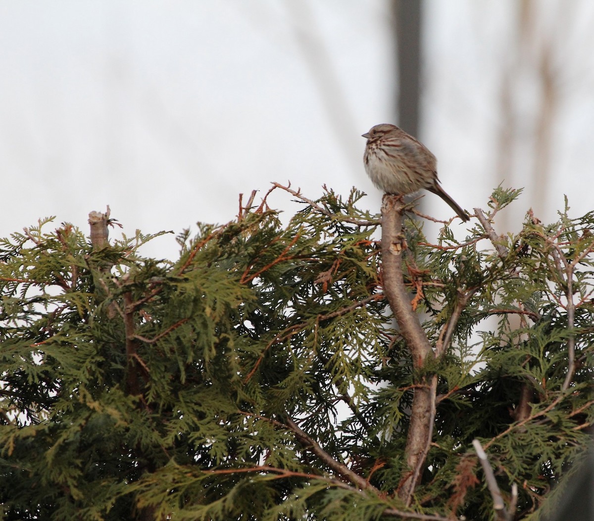 Song Sparrow - ML557027051