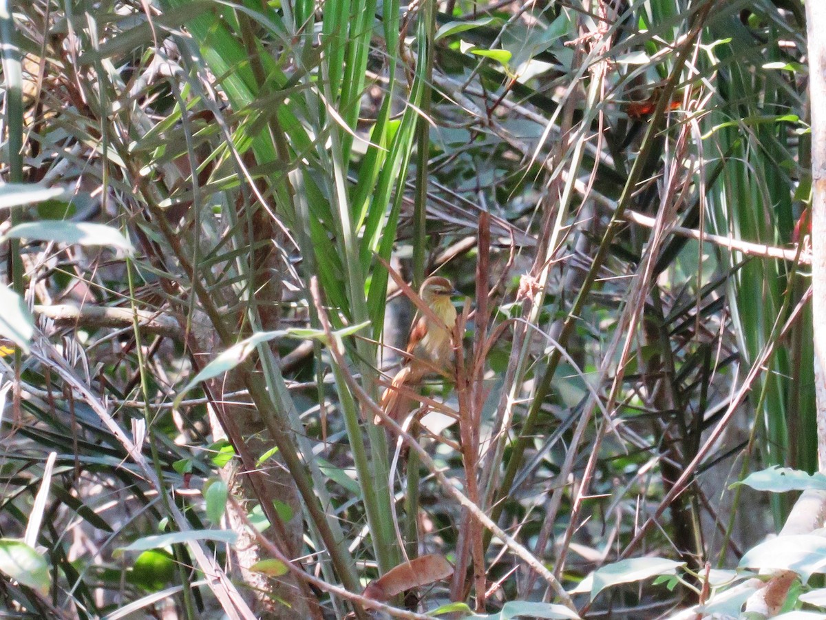 Pin-striped Tit-Babbler - ML55702711