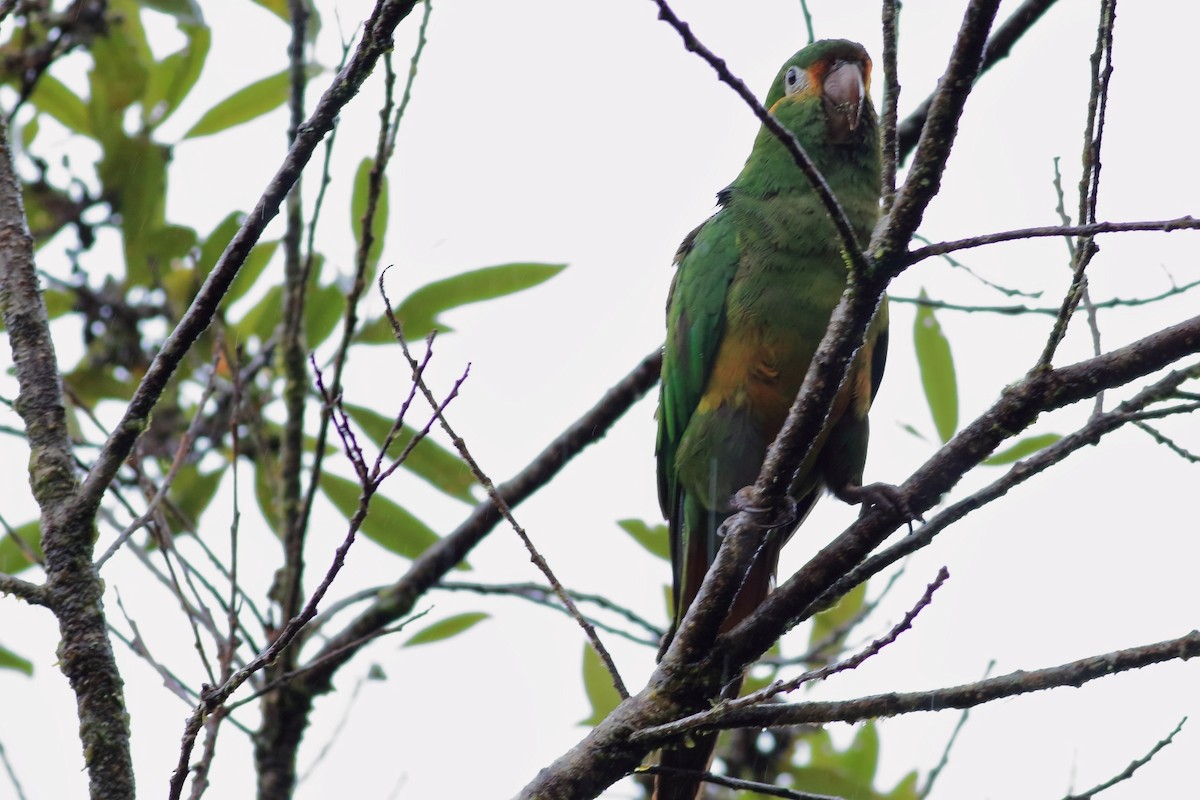 Golden-plumed Parakeet - ML557028291