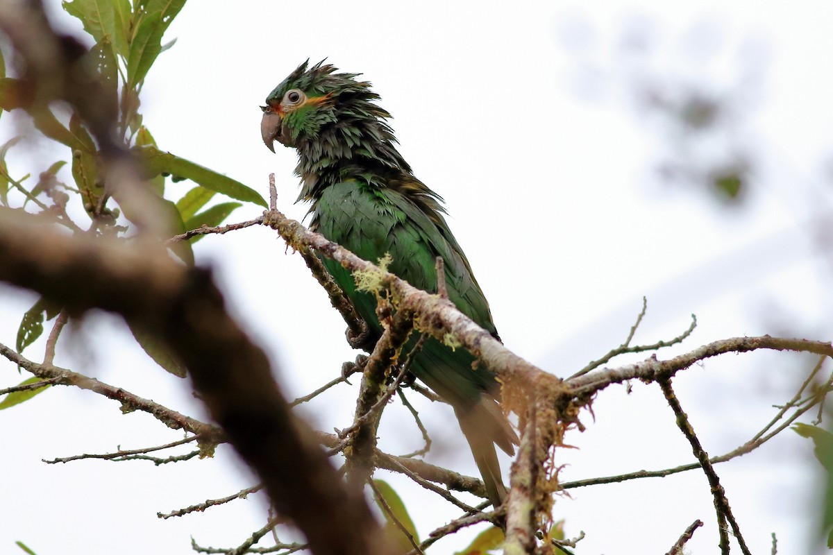 Golden-plumed Parakeet - ML557028301