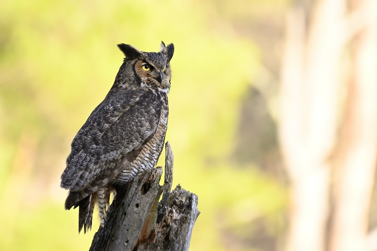 Great Horned Owl - ML557029451