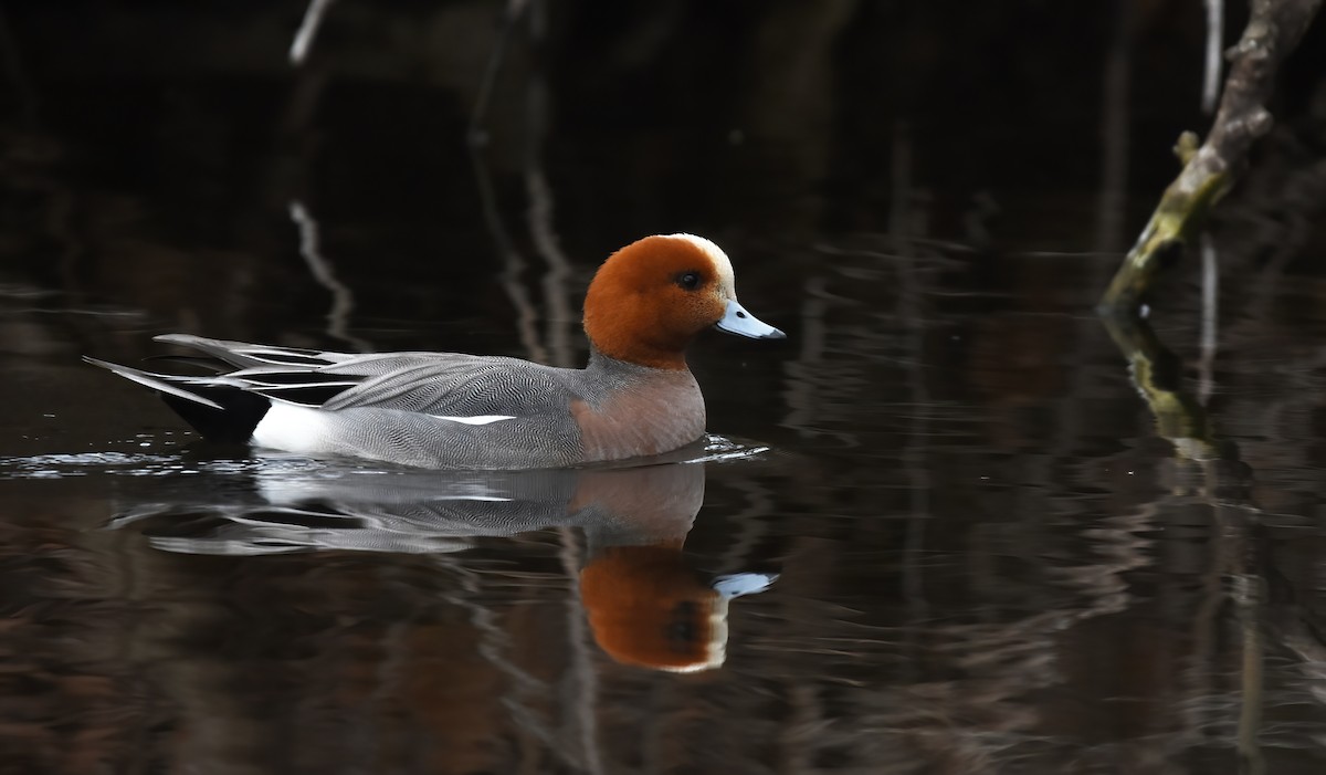 Eurasian Wigeon - ML557029631