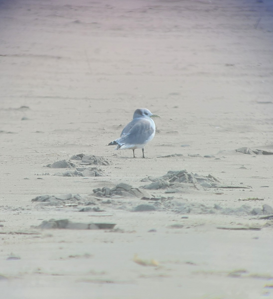 Black-legged Kittiwake - ML557029651