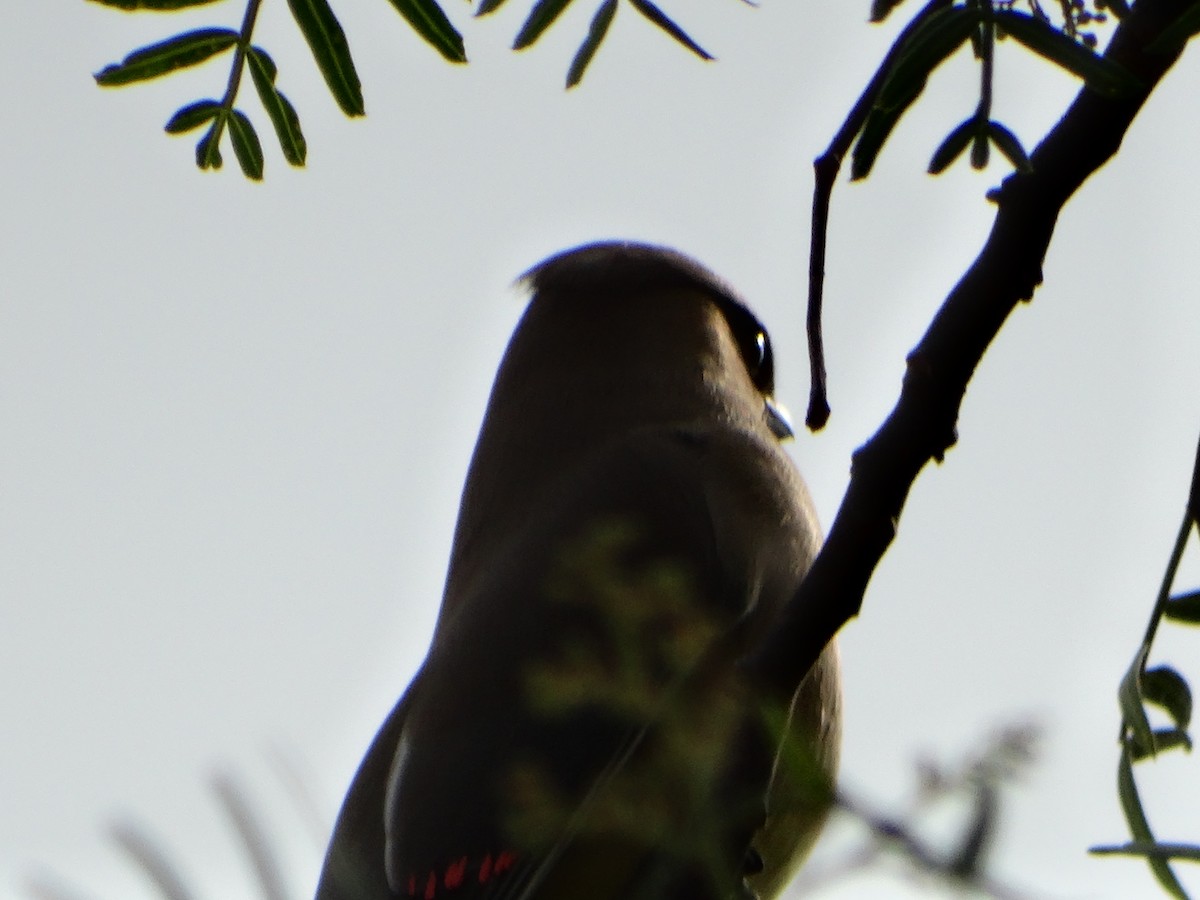 Cedar Waxwing - Mauricio Ruvalcaba