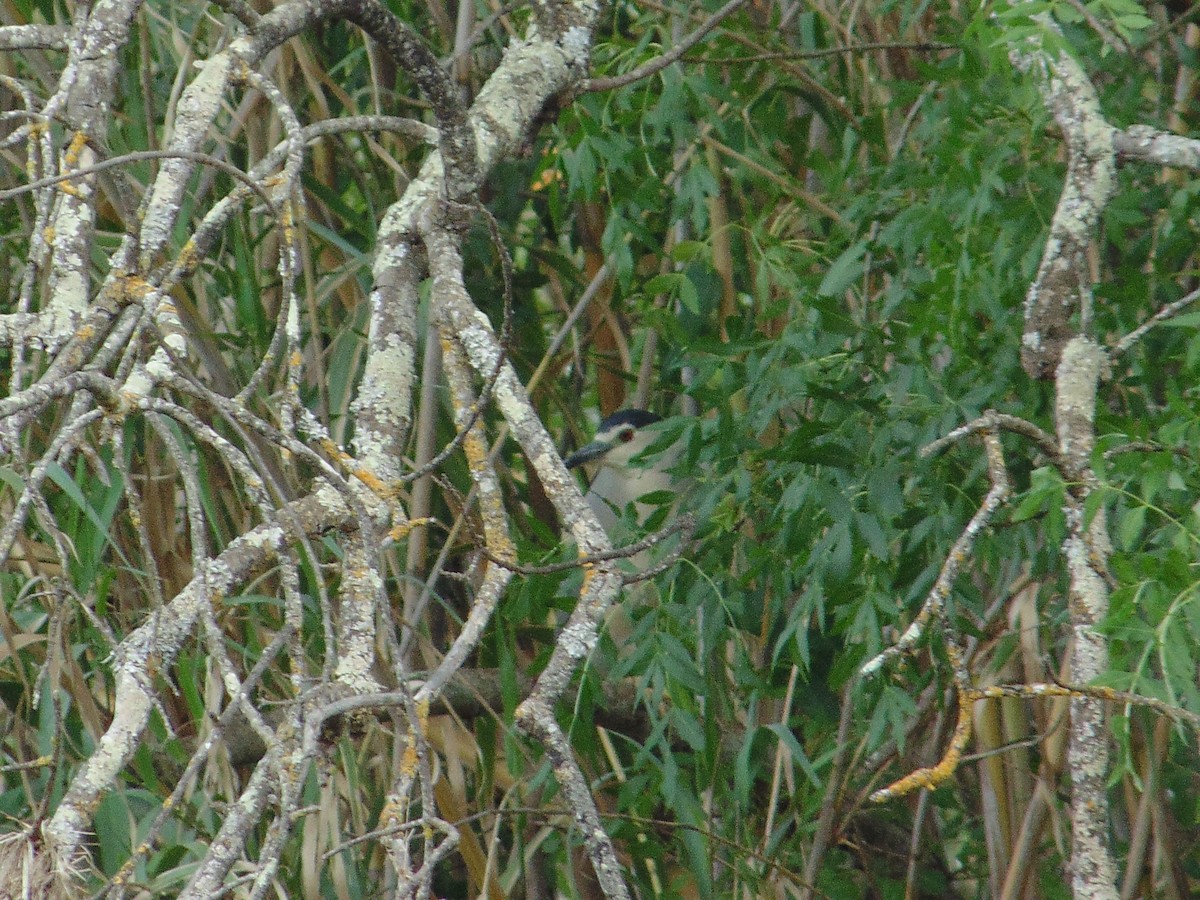 Black-crowned Night Heron - ML557029891