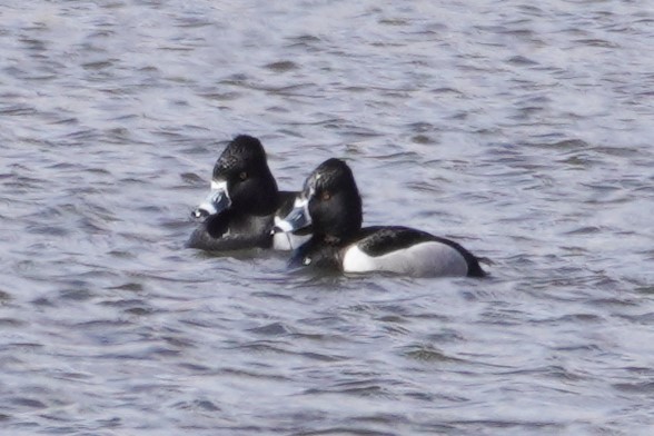 Ring-necked Duck - ML557031051