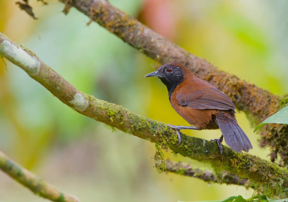 Black-throated Wren - miguel morales