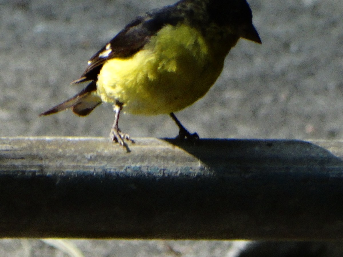 Lesser Goldfinch - ML557031861