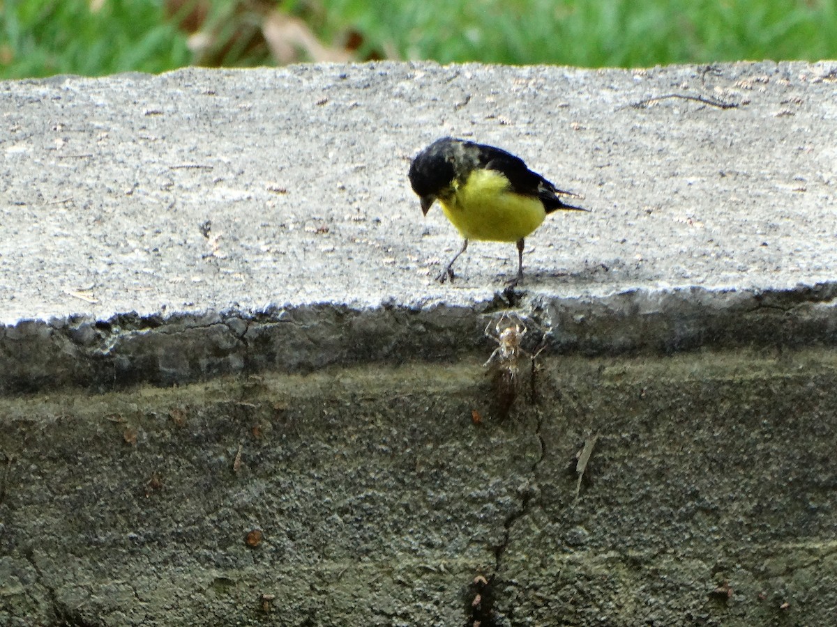 Lesser Goldfinch - ML557031871