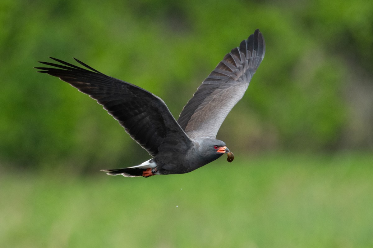 Snail Kite - Angelo DelloMargio