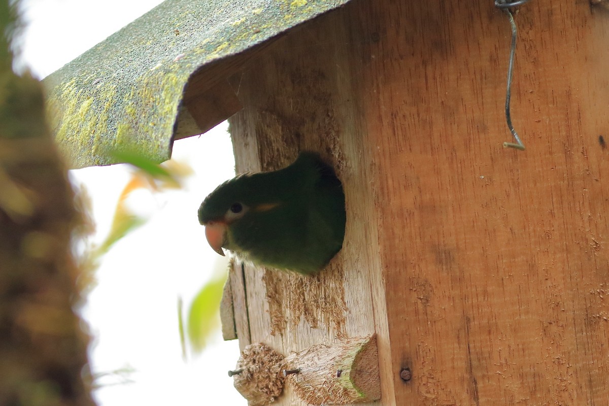 Golden-plumed Parakeet - ML557032971