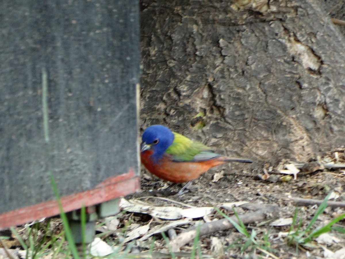 Painted Bunting - ML557034151