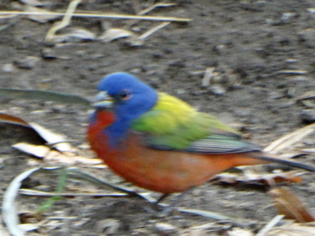 Painted Bunting - ML557034191