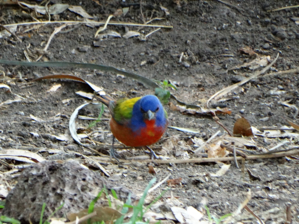 Painted Bunting - ML557034251