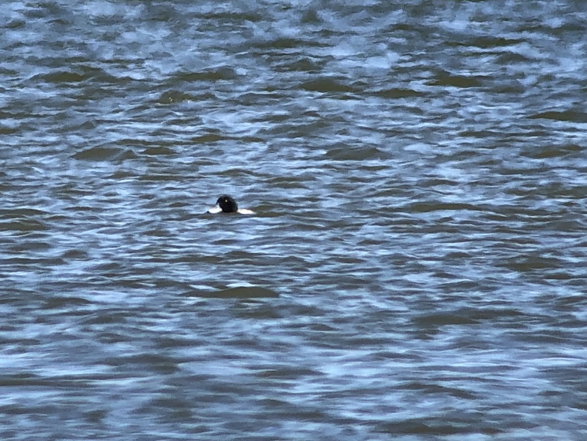 Greater Scaup - ML557034881