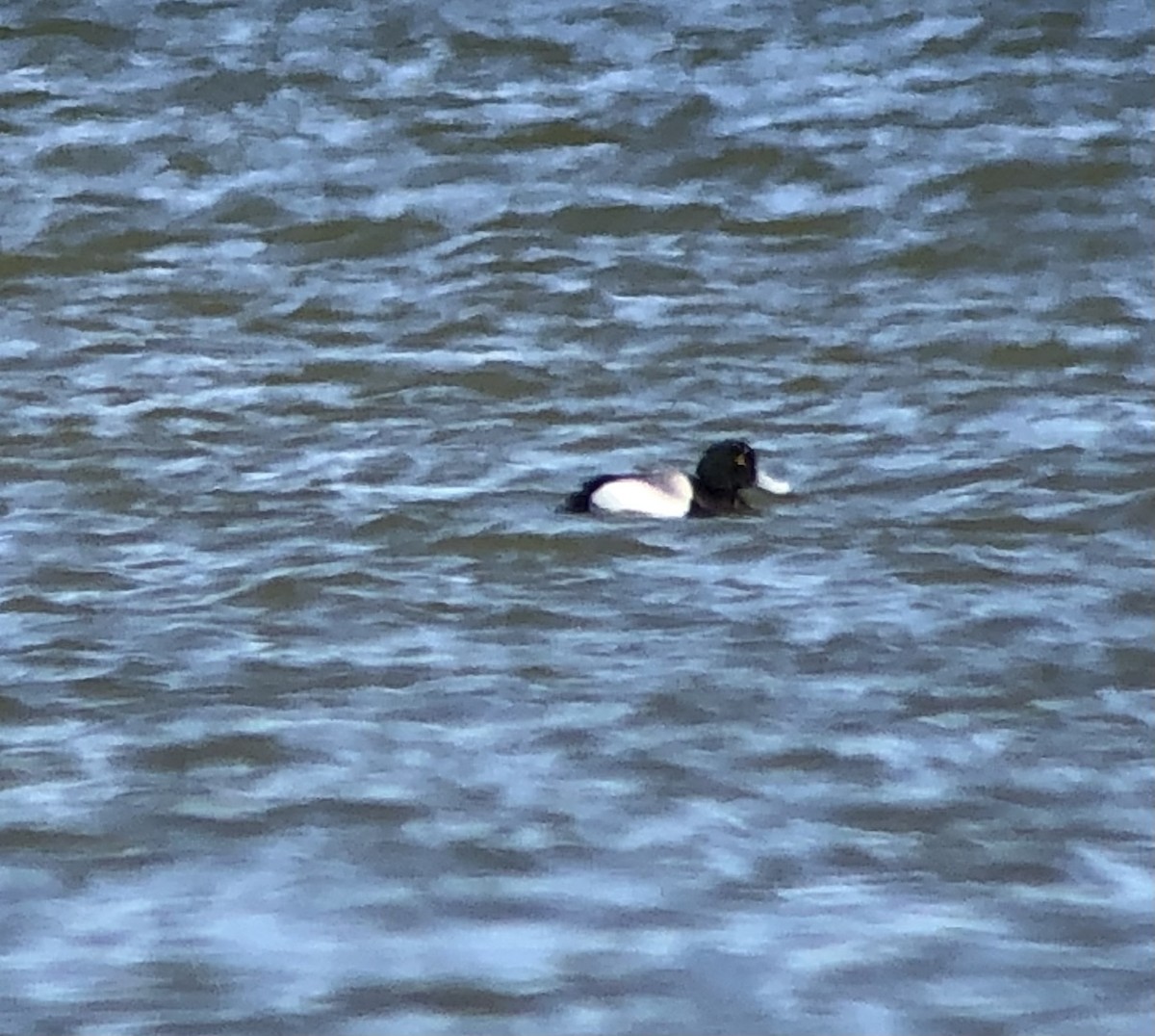 Greater Scaup - ML557034891