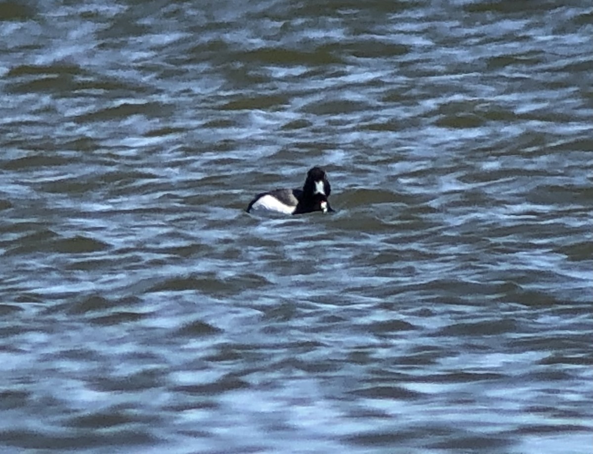 Greater Scaup - ML557034941