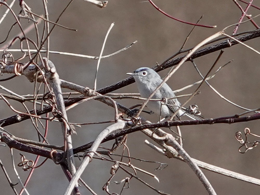 Gobemoucheron gris-bleu - ML557035801