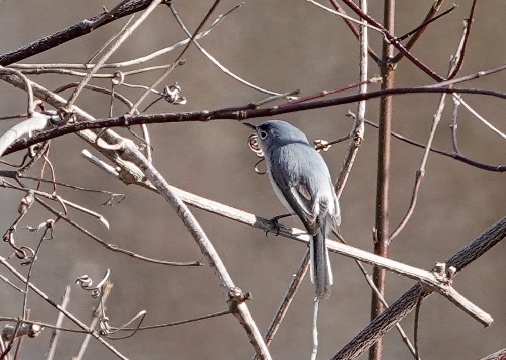 Gobemoucheron gris-bleu - ML557035811