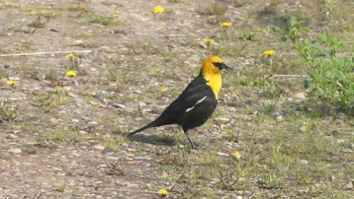 Yellow-headed Blackbird - ML557036151