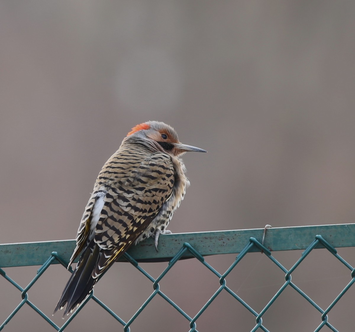 Northern Flicker - ML557037091