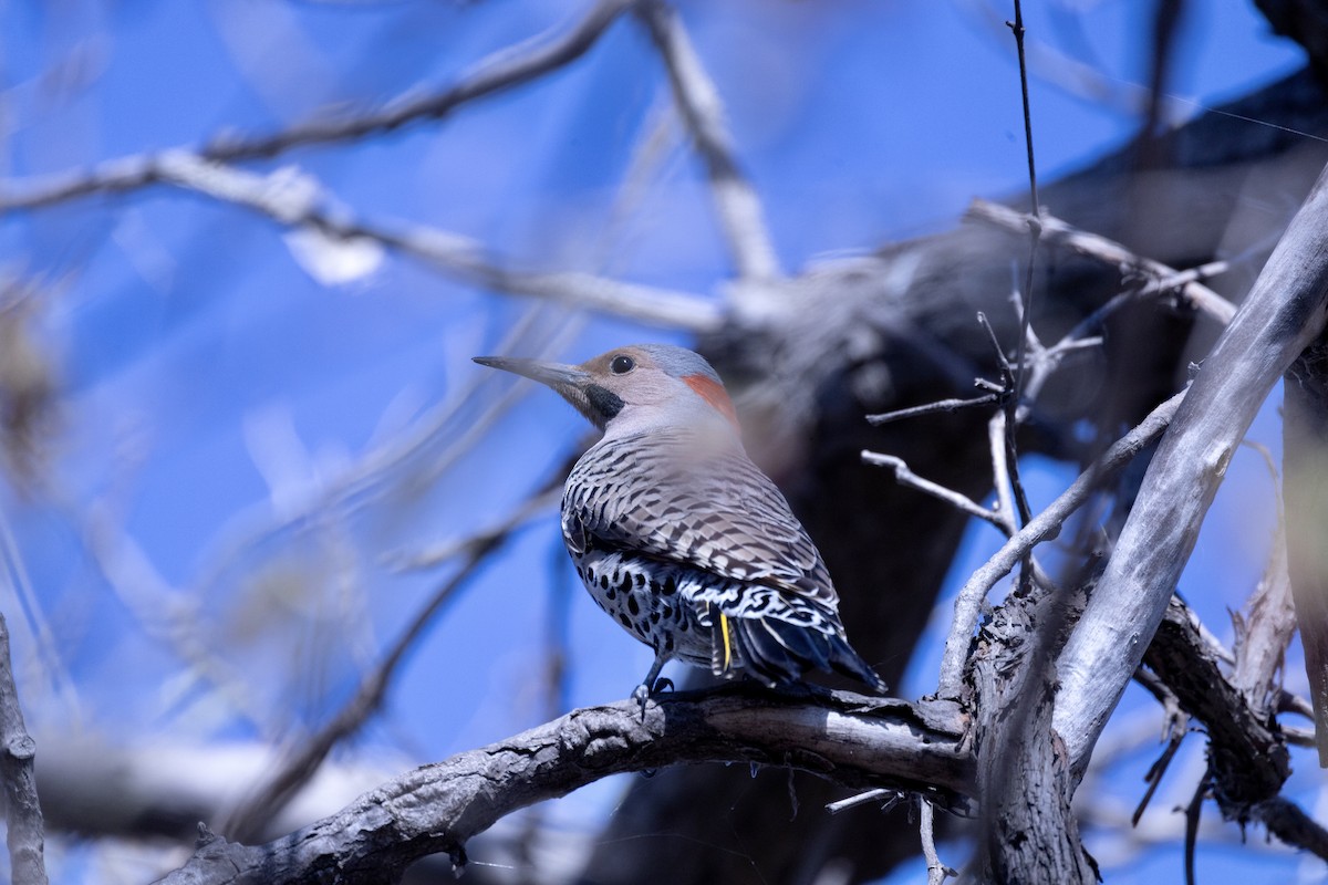 Northern Flicker - ML557037981