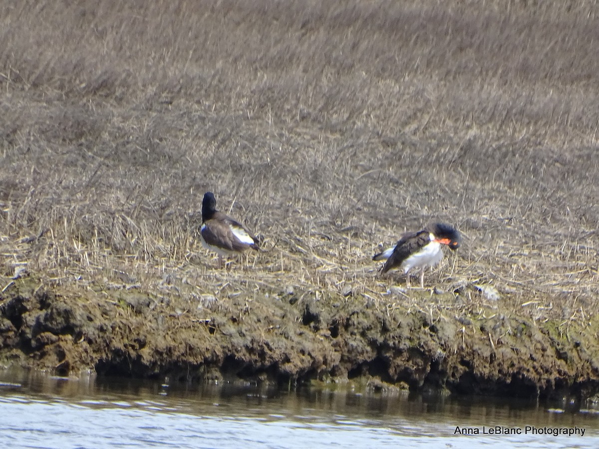 American Oystercatcher - ML557038711