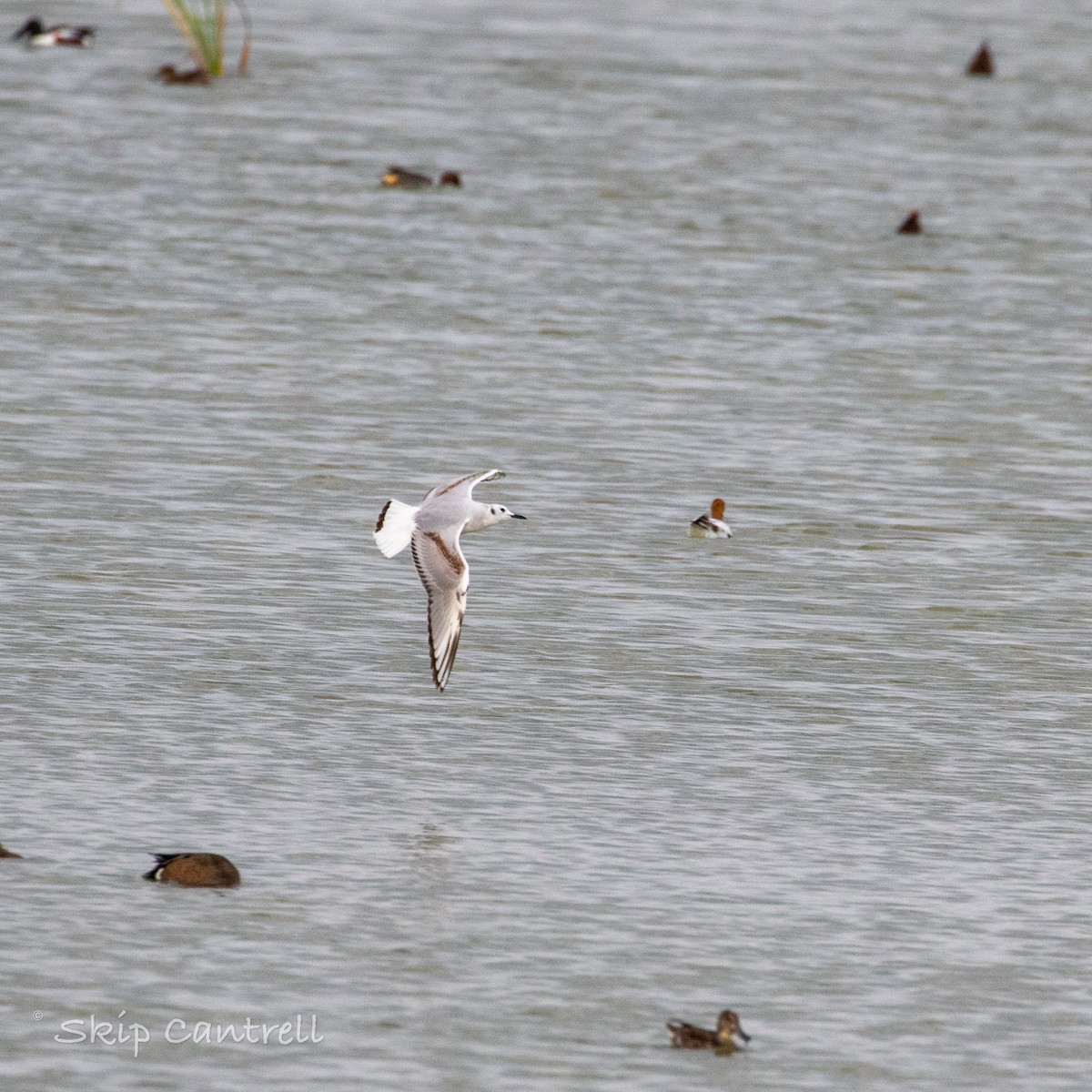 Bonaparte's Gull - ML557039151