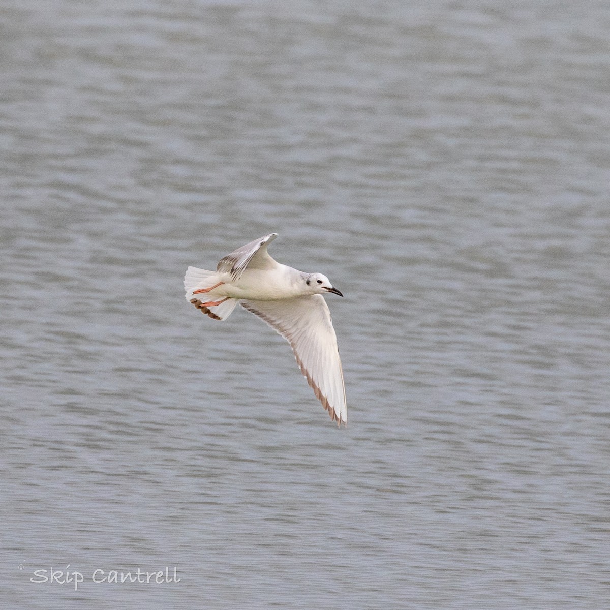 Bonaparte's Gull - ML557039171