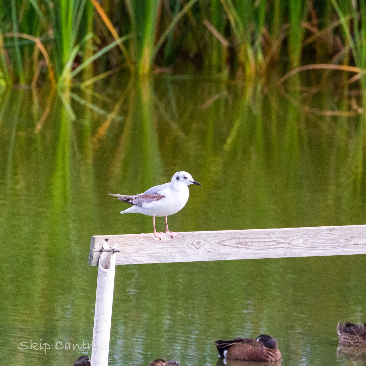 Mouette de Bonaparte - ML557039201