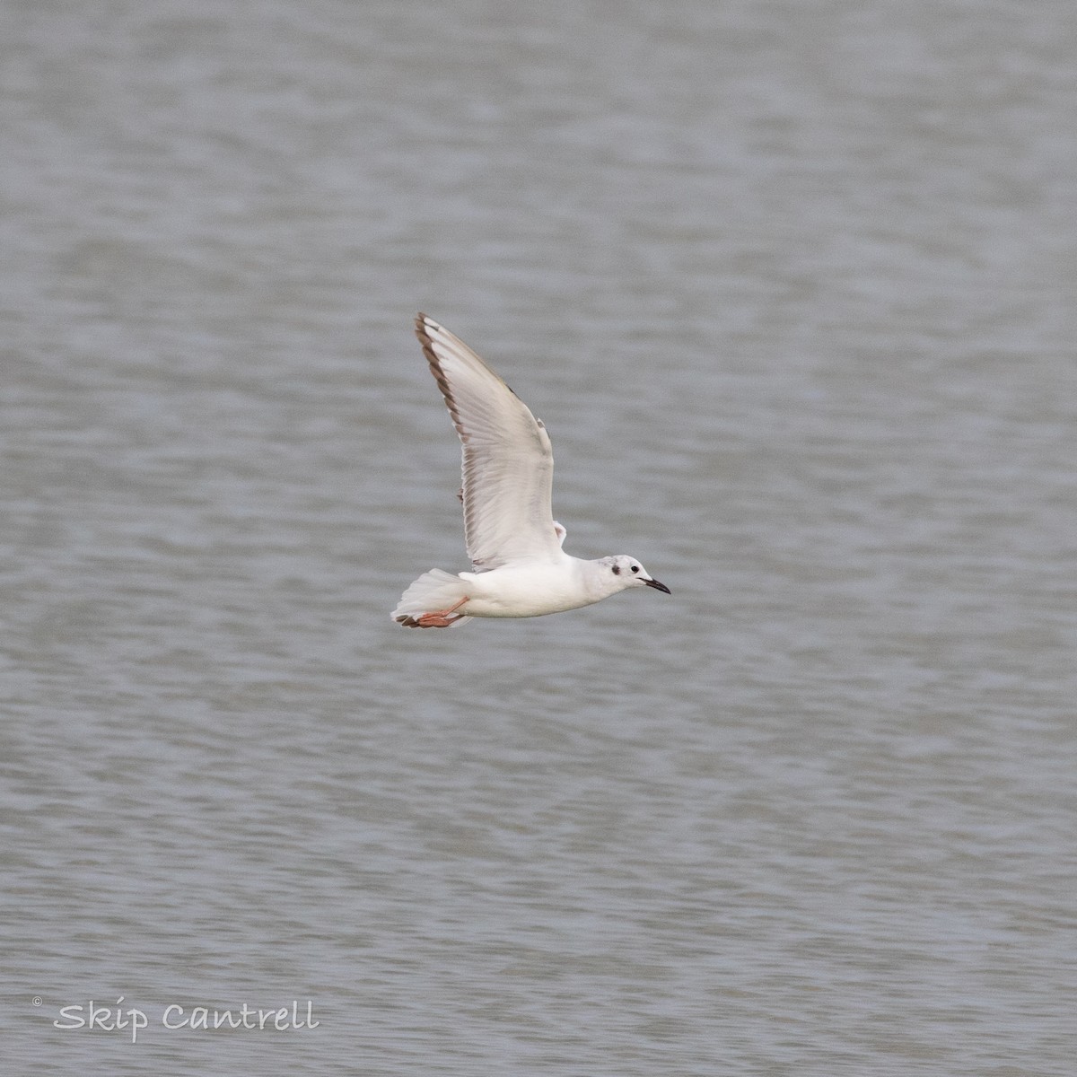 Mouette de Bonaparte - ML557039211