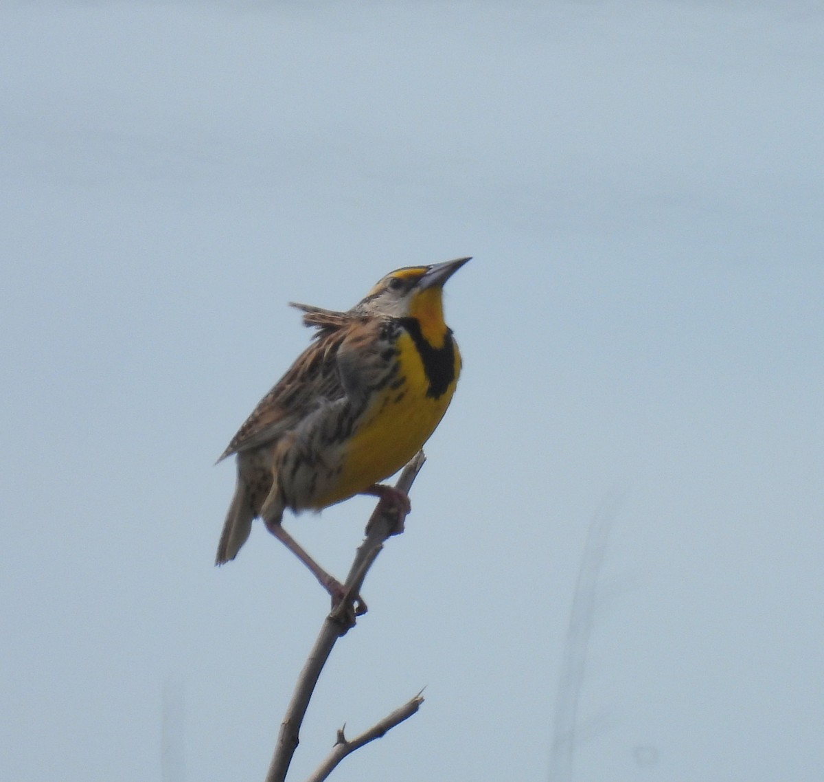 Eastern Meadowlark - ML557039511