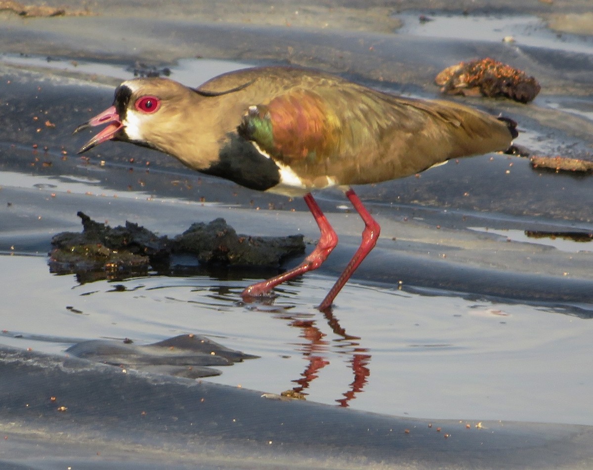 Southern Lapwing - ML557040051