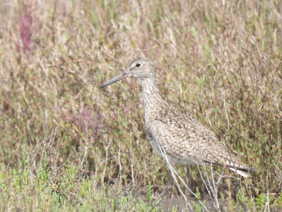 vodouš břehoušovitý (ssp. semipalmata) - ML557040661