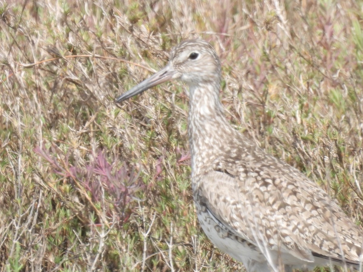 vodouš břehoušovitý (ssp. semipalmata) - ML557040681
