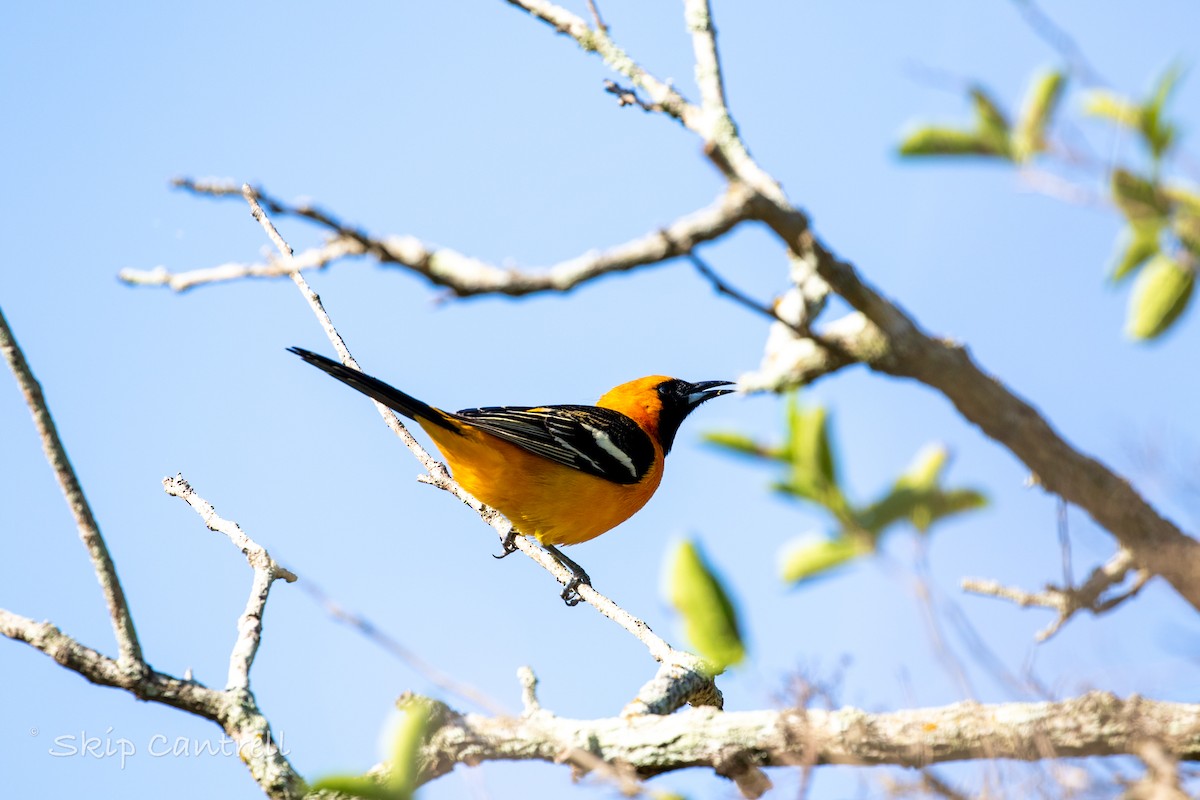 Hooded Oriole - ML557040721