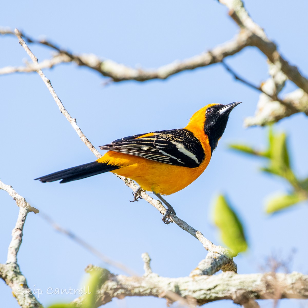 Hooded Oriole - ML557040731