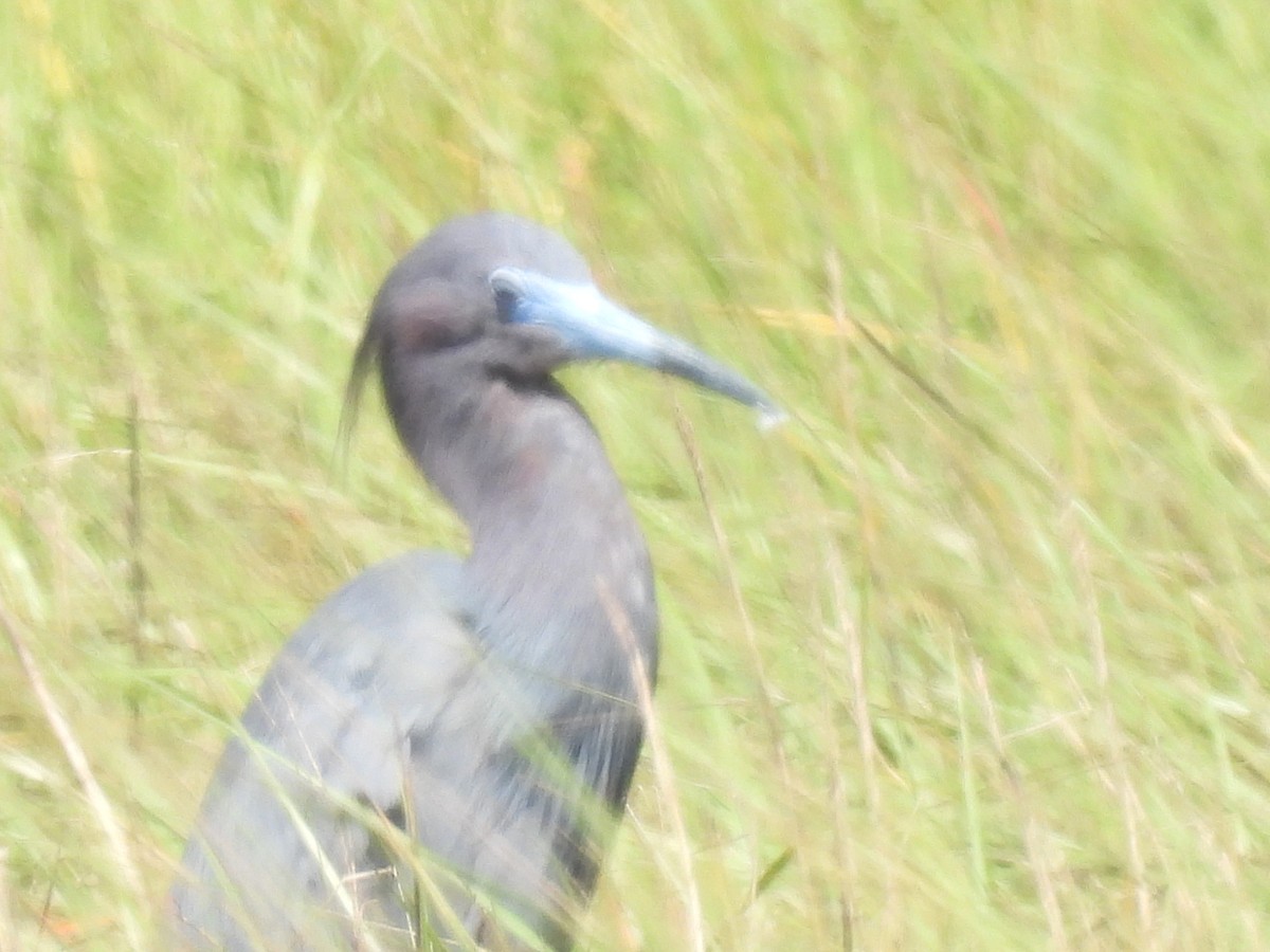 volavka modrošedá - ML557041201