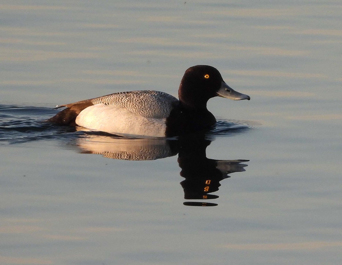 Greater Scaup - ML557041671