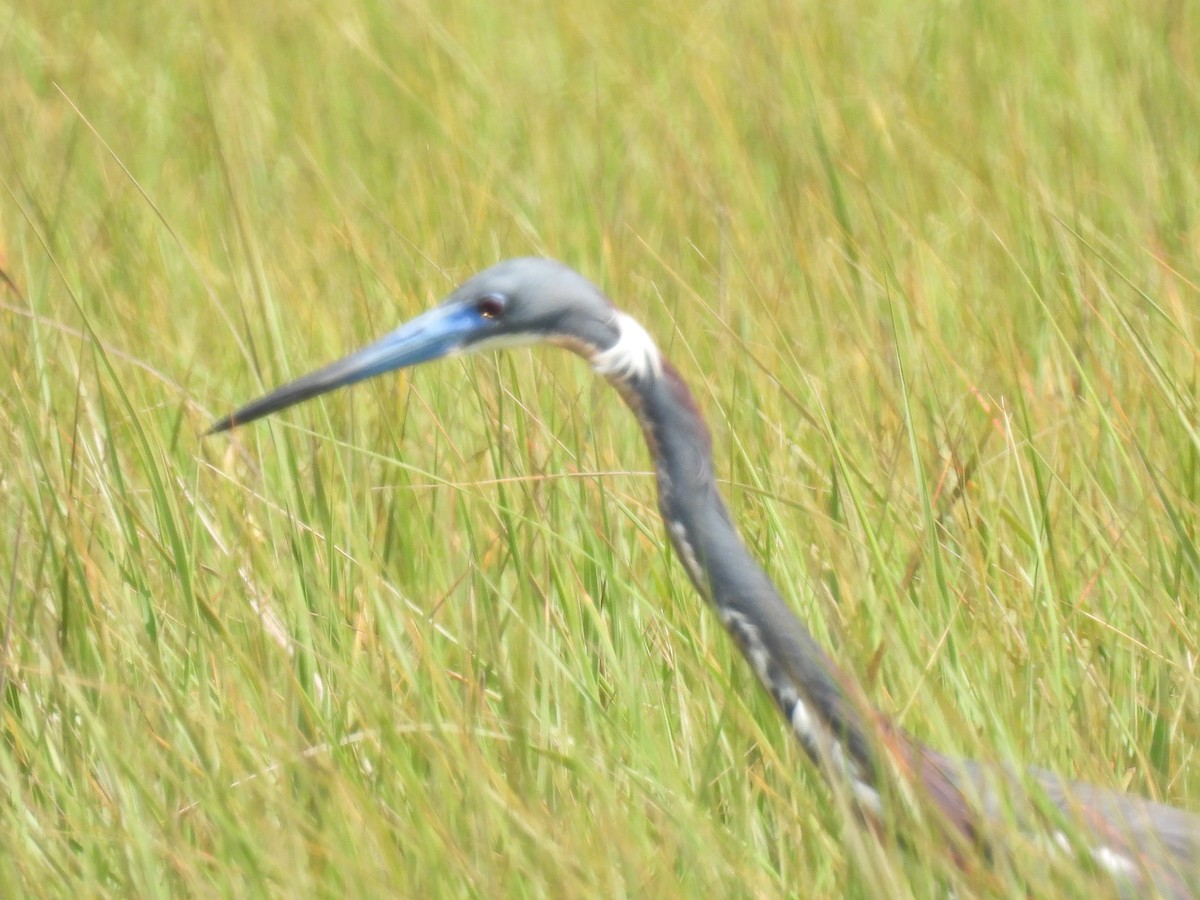 volavka tříbarvá - ML557042151