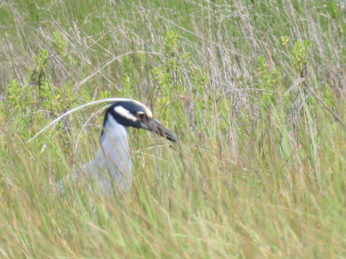 Yellow-crowned Night Heron - ML557042631