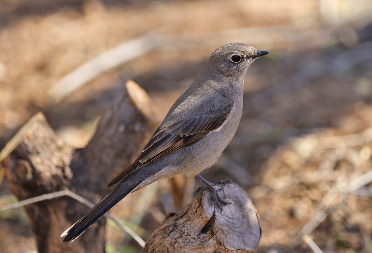 Townsend's Solitaire - ML557042801