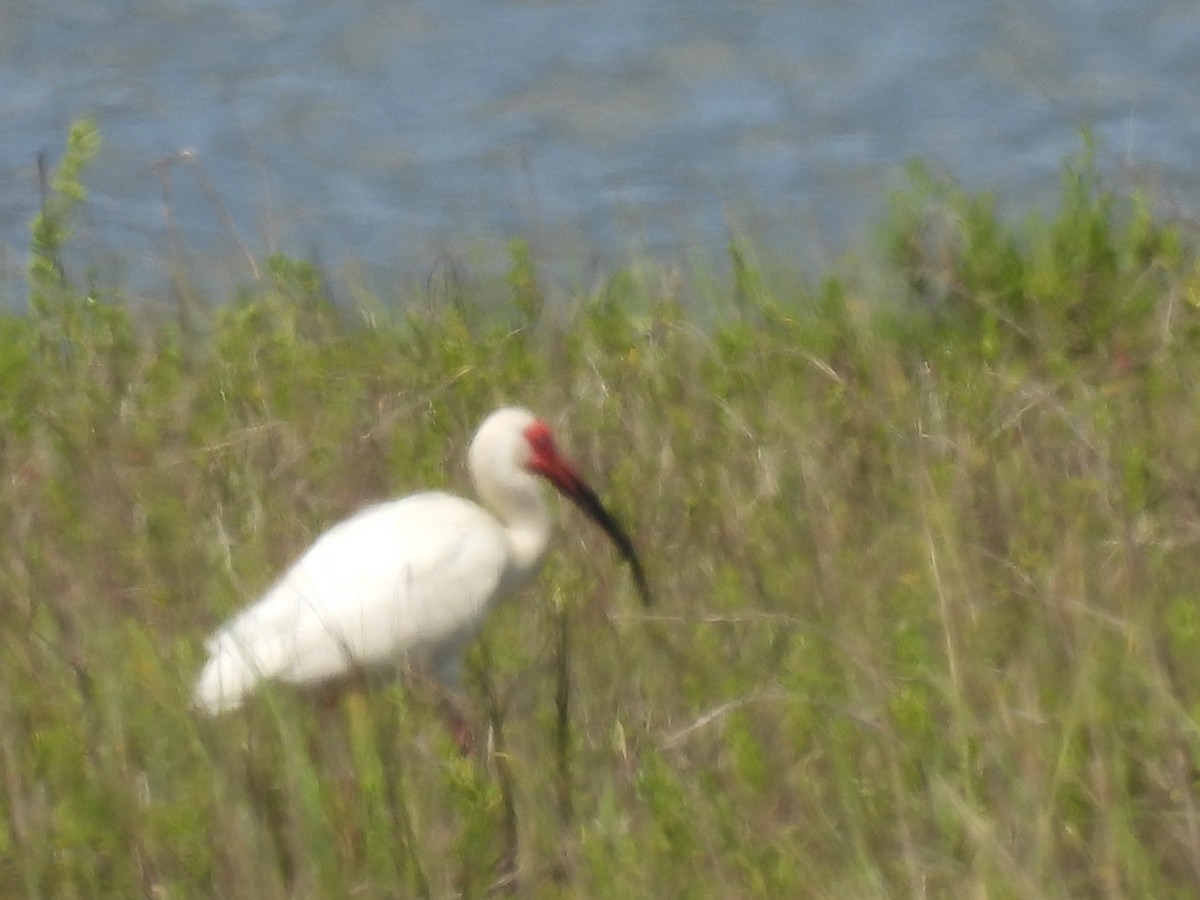 White Ibis - ML557042811