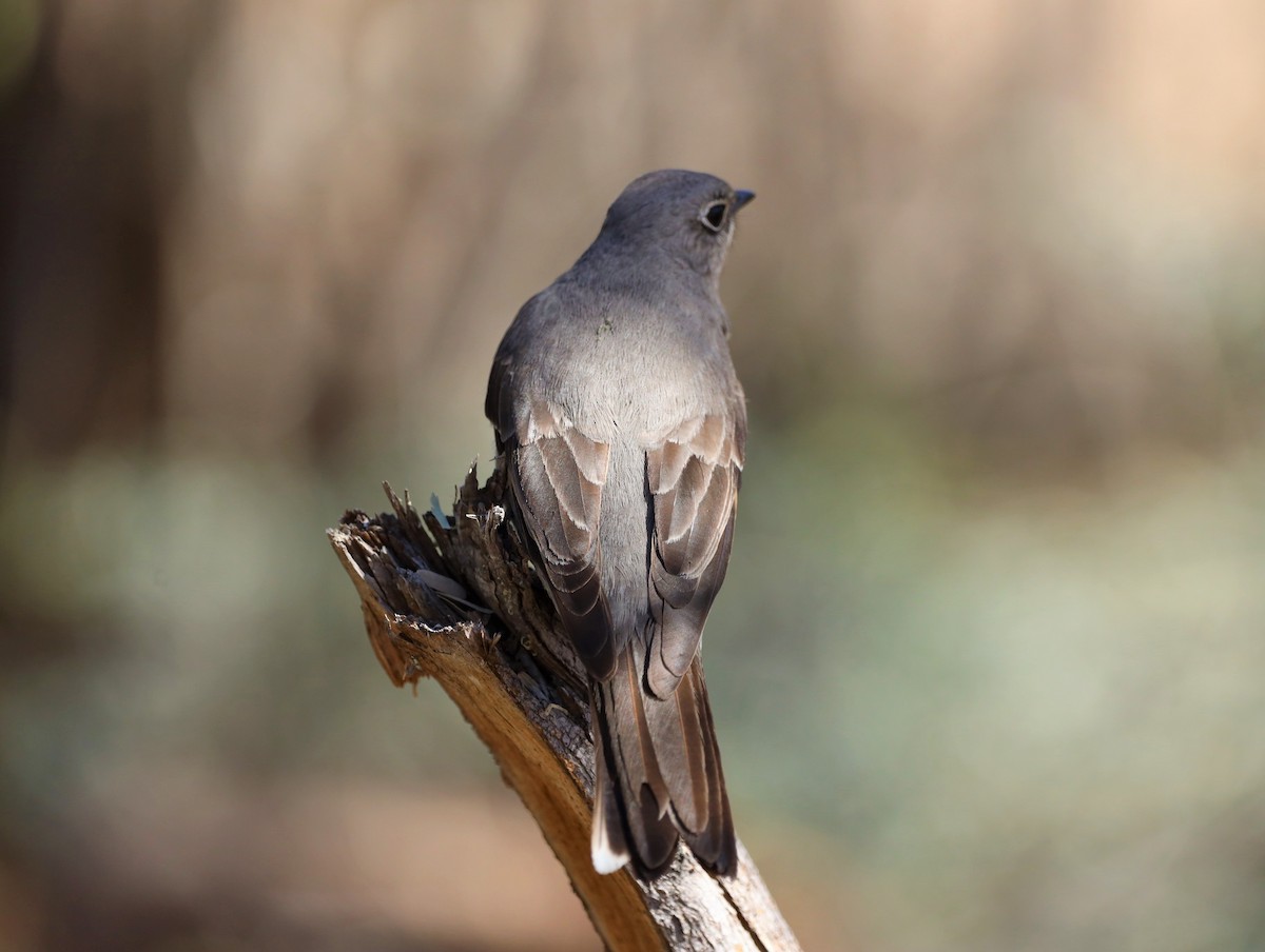 Townsend's Solitaire - ML557042891